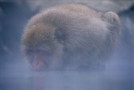 日本猕猴,日本