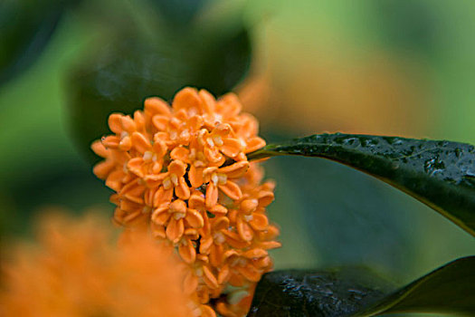 秋雨难掩桂花香