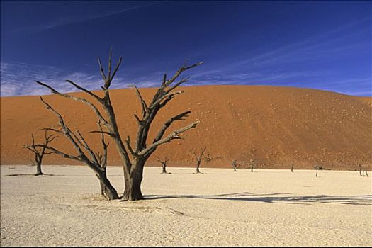 纳米比亚,沙漠,死亡谷,枯木