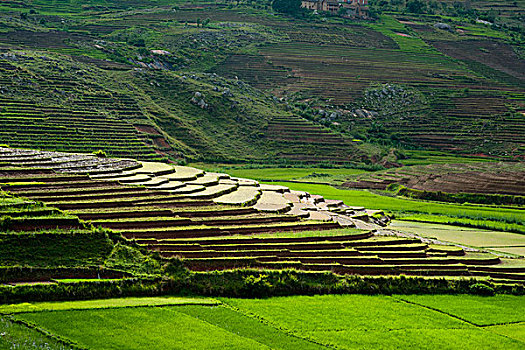 madagascar,ambalavao,spectacular,green,ricefield,in,rainy,season