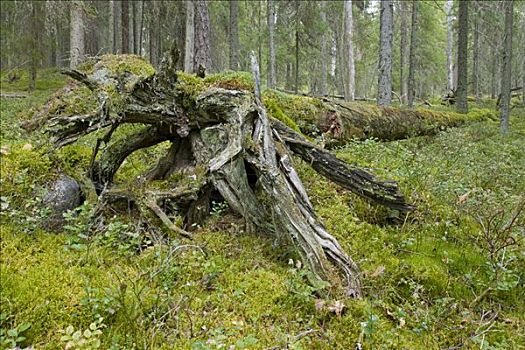 腐烂,松树,芬兰,欧洲