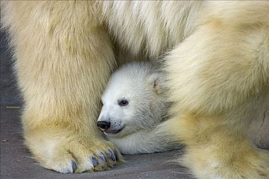 北极熊,幼兽,隐藏,后面,母兽,相似,新生,十二月,2007年,美泉宫,动物园,维也纳,奥地利,欧洲