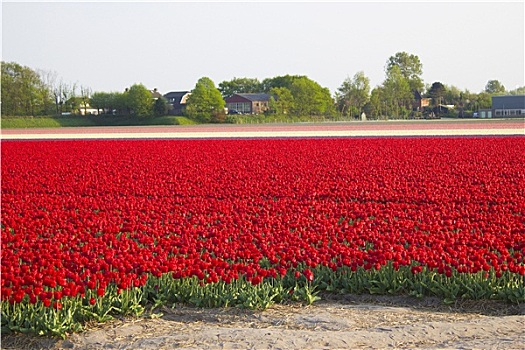 春天,地点,红色,郁金香,荷兰