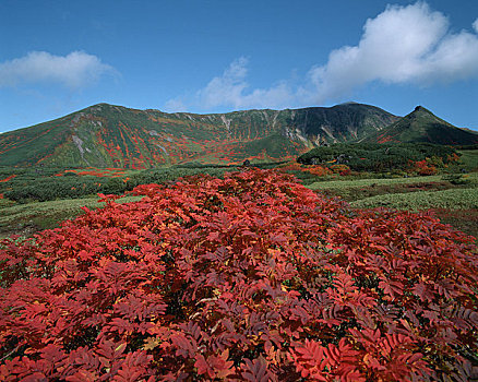 山,山梨