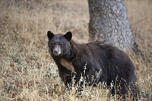 美洲黑熊,红杉国家公园,加利福尼亚,美国