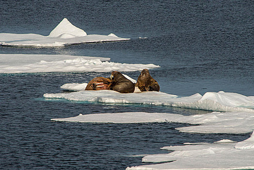 三个,海象,冰架,斯瓦尔巴特群岛,北极,挪威,欧洲