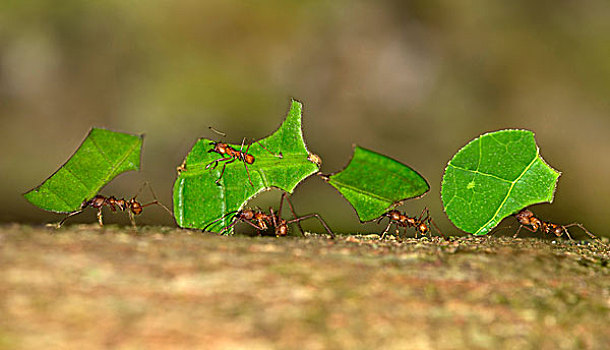 蚂蚁,工蚁,叶子,窝,自然保护区,区域,秘鲁,南美