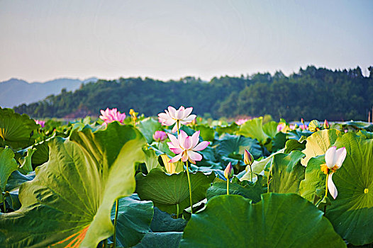 西湖,荷花