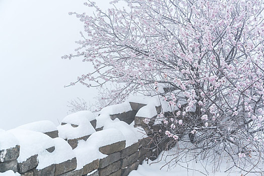 长城冰雪桃花