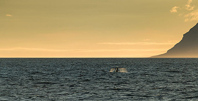 蓝鲸,傍晚,峡湾,斯匹次卑尔根岛,斯瓦尔巴特群岛,挪威,欧洲