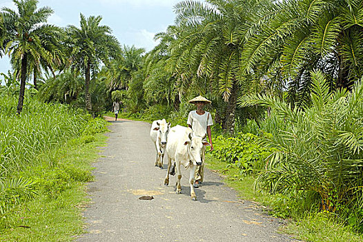 孟加拉,农民,走,母牛,地点,六月,2007年