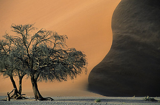 纳米比亚,纳米比诺克陆夫国家公园,索苏维来地区,沙丘,风,吹,树