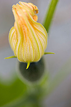 黄西葫芦,花蕾