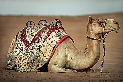 休息,骆驼