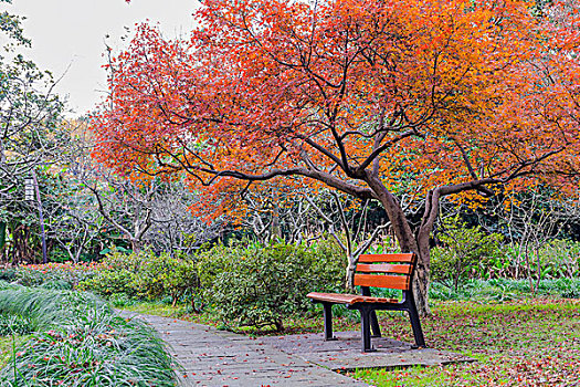 公园秋景枫树