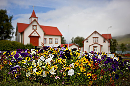冰岛,三色堇,正面,教堂