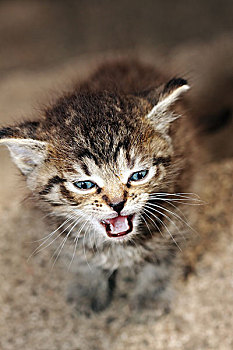 斑猫,小猫,猫叫,楼梯,叫,妈妈,小,关注
