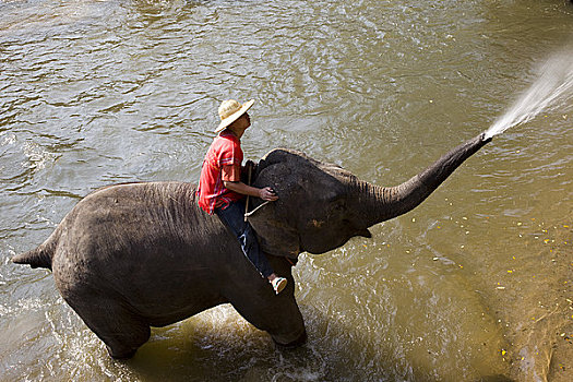 大象,浴,清迈,泰国