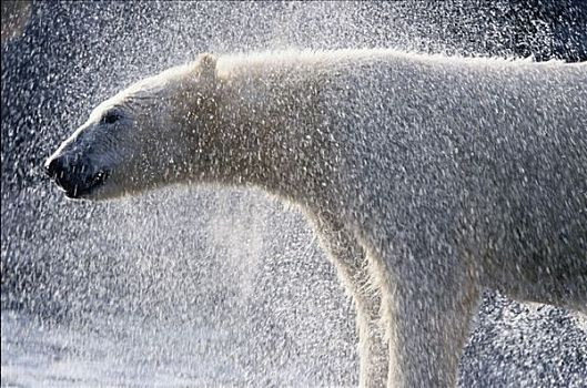 北极熊,抖动,水,俘获