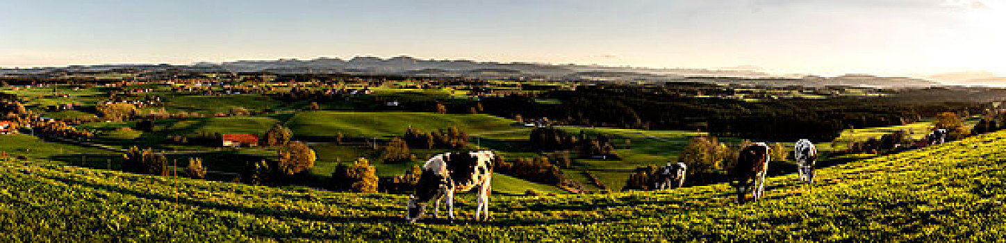母牛,正面,高山,靠近,德国,自然风光,绵延起伏