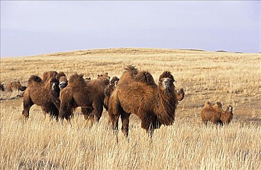 骆驼,放牧,后杭爱省,省,蒙古