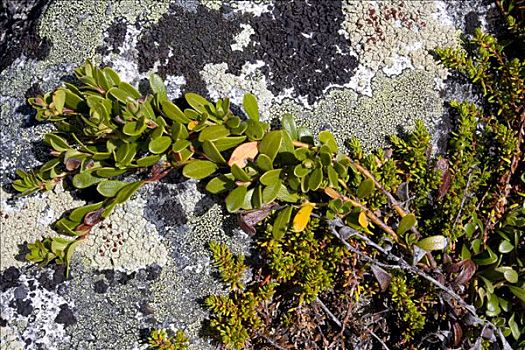 藤蔓植物,苔藓,石头,多夫勒国家公园,挪威,斯堪的纳维亚,欧洲