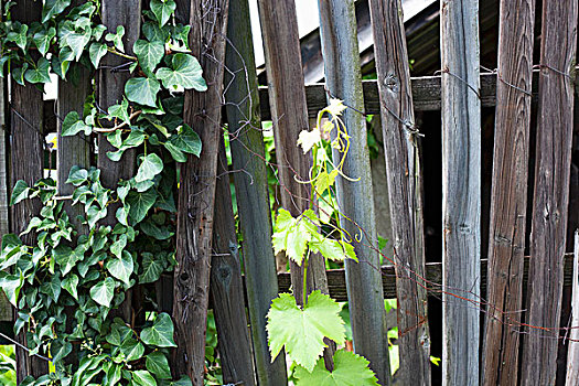 木质,花园栅栏