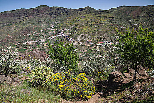 风景,徒步旅行,仰视,盛开,植被,大卡纳利岛,加纳利群岛,西班牙,欧洲