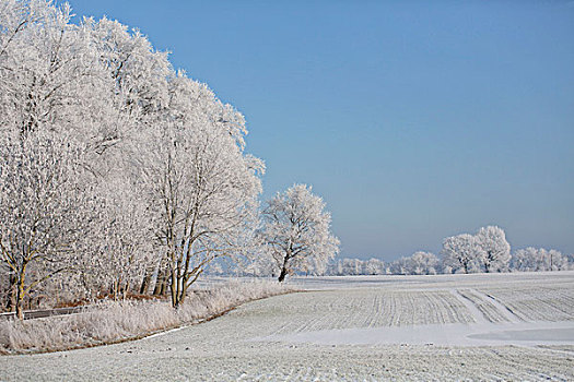 清新,下雪,冬天,风景