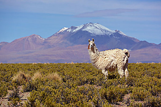 美洲驼,正面,雪冠,安第斯山,乌尤尼盐沼,高原,玻利维亚,南美