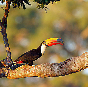 普通,巨嘴鸟,托哥巨嘴鸟,坐在树上,枝条,夜光,潘塔纳尔,巴西,南美