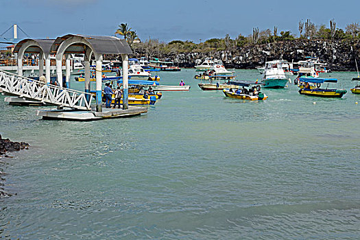 码头,开始,加拉帕戈斯,港口,波多黎各,圣克鲁斯岛,因德弗岛,群岛,厄瓜多尔,南美
