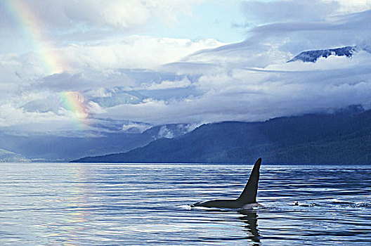 逆戟鲸,彩虹,不列颠哥伦比亚省,加拿大