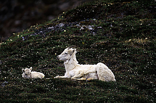 美国,阿拉斯加,德纳里峰国家公园,教堂山,野大白羊,雌性