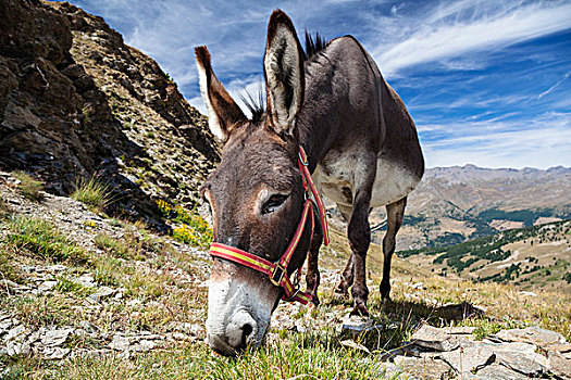 驴,放牧,高山,阿尔卑斯山,法国