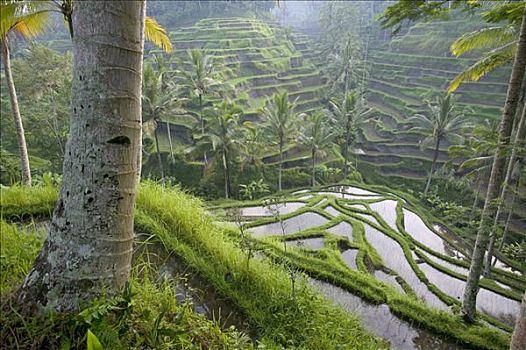 阶梯状,稻田,区域,巴厘岛,印度尼西亚