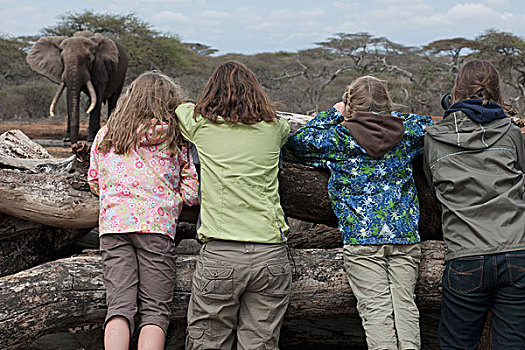 看,大象,肯尼亚,非洲