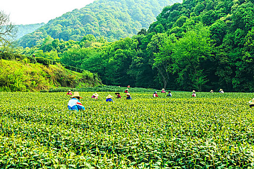 杭州西湖龙井村茶山