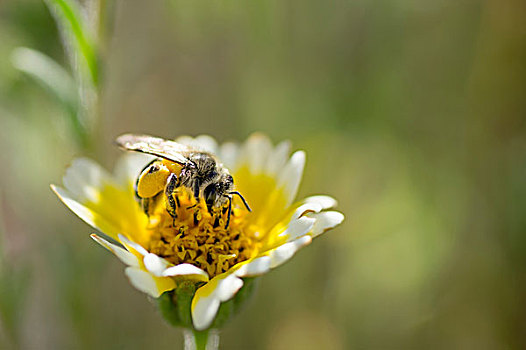 蜜蜂,整洁,花,加利福尼亚,中心,海岸,壳,溪流,靠近