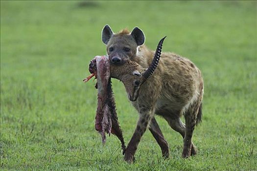 斑鬣狗,汤氏瞪羚,头部,马赛马拉,肯尼亚