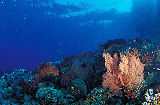 印度尼西亚,巴布亚岛,珊瑚礁