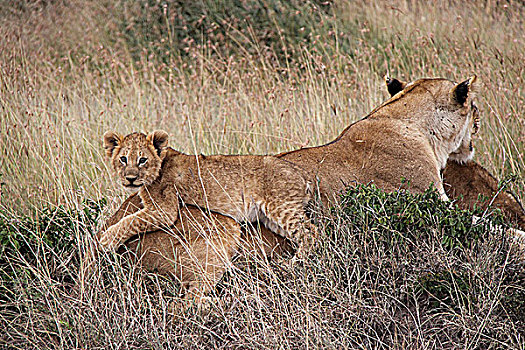 肯尼亚非洲大草原狮子-趴在母狮身上的幼狮