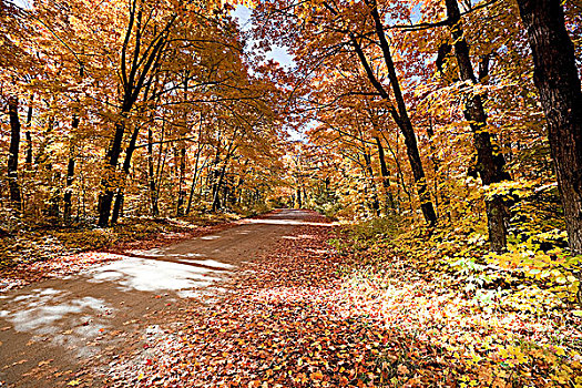 秋天,叶子,线条,碎石路,湖,阿尔冈金省立公园,安大略省
