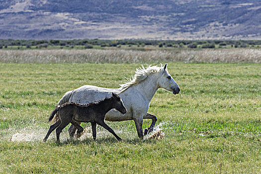 白色,母马,暗色,小马,跑,湿,草,阿根廷,南美