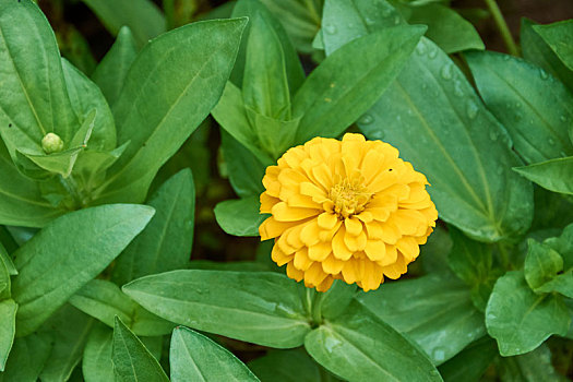 夏日里的野菊花