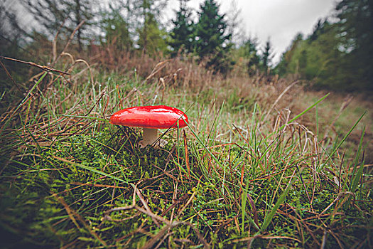 红色,蘑菇,秋天,靠近,树林