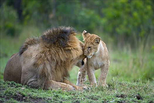 狮子,清洁,幼兽,马赛马拉国家保护区,肯尼亚,东非