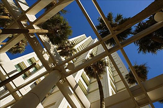 仰视,棕榈树,正面,建筑,迈阿密,佛罗里达,美国