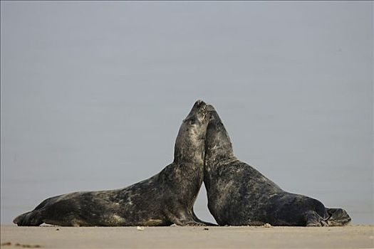 灰海豹,海滩