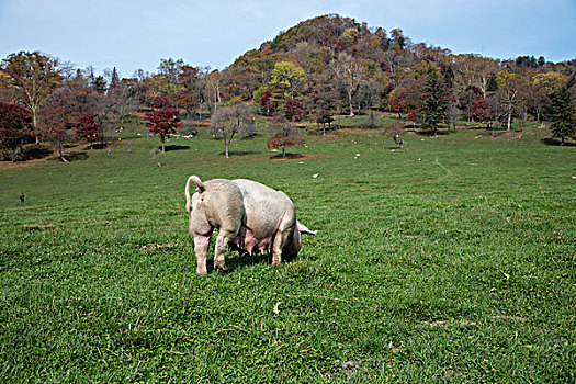 猪在草甸上